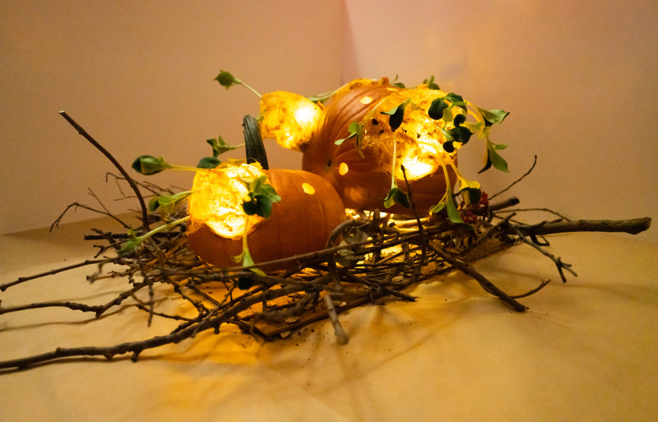 QRP's winning bulbous pumpkin seedling creation. Image credit: Sam Lahoz.