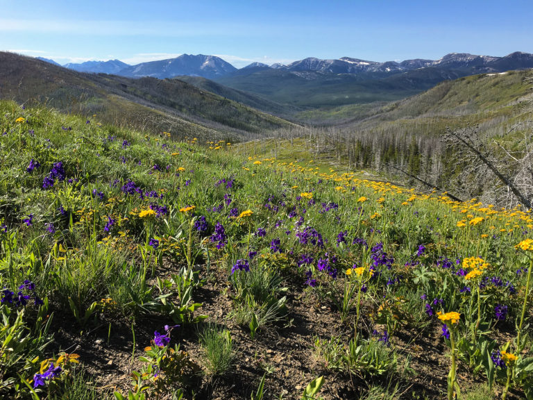 The proposed 2020 Badger-Two Medicine Protection Act was drafted in partnership with Blackfeet leaders, non-tribal neighbors, hunters, anglers, conservationists, ranchers, local landowners and others. The bill would allow the Blackfeet to co-manage The Badger-Two Medicine area in Montana. Photo: Peter Metcalf.