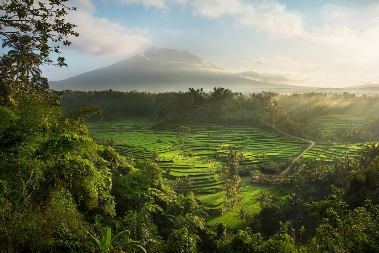 Rice terraces in Bali, Indonesia.