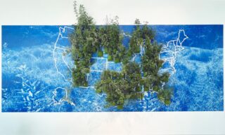 Linear map of the United States of America, with bushes and plants growing out of some states, against a blue and white background.